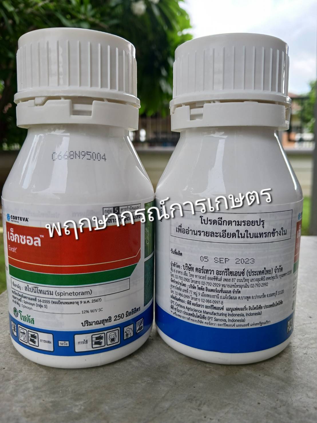 เอ็กซอล