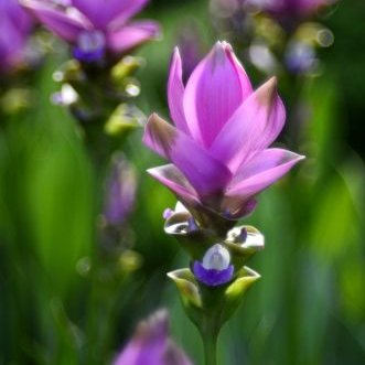 พิมพ์อลูมิเนียมตัดดอกกระเจียว(ดอกปทุมมา)+ใบ(Aluminum mold cutter Curcuma alismatifolia (Siam tulip) + leaves )