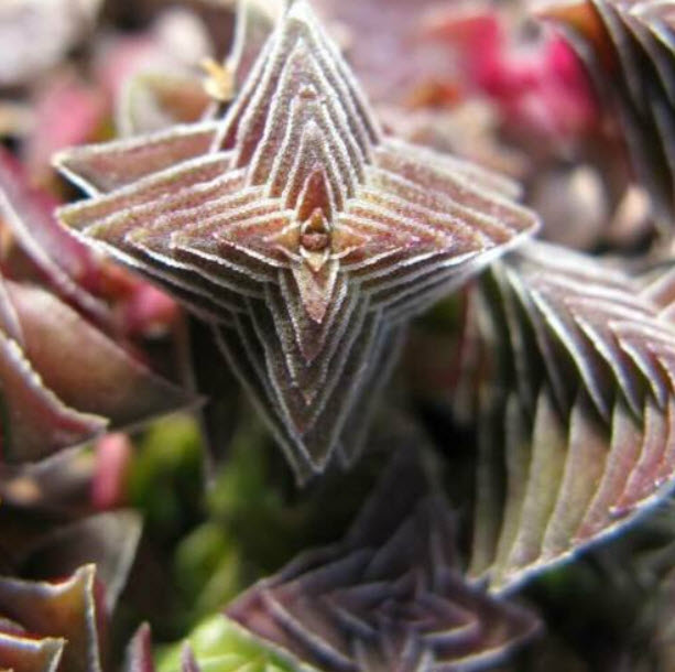 คราสซูล่า เจดีย์แดง (Red Pagoda Plant) / 25 เม็ด (UK)