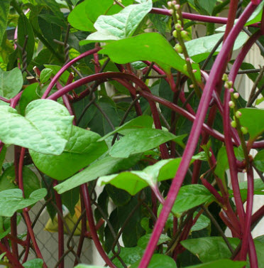 ผักปลัง (Ceylon Spinach) แดง / ซอง