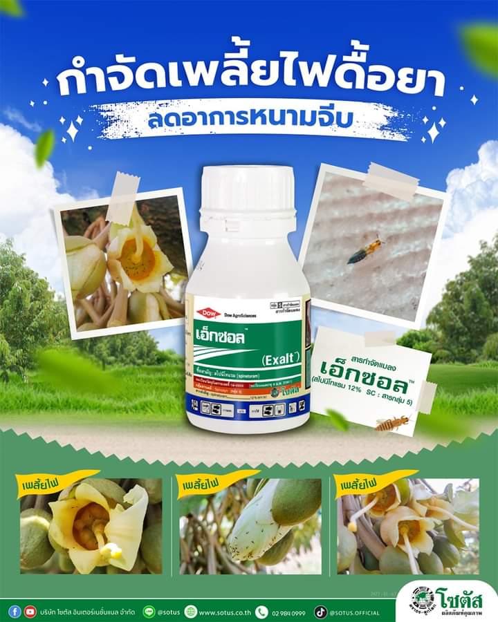 เอ็กซอล