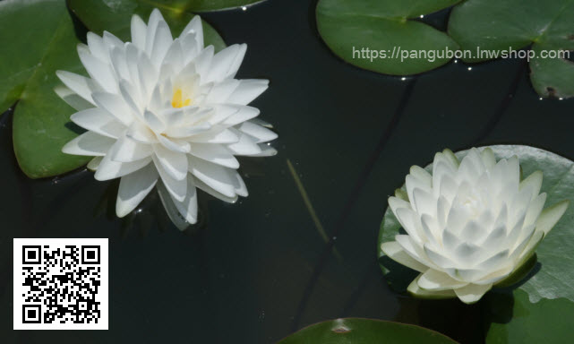 บัวฝรั่ง 'กอนเนียร์' / Hardy Waterlily N.'Gonnere'