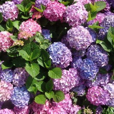 พิมพ์อลูมิเนียมตัดดอก+ใบไฮเดรนเยีย(Aluminum mold cutter hydrangeas + leaves )