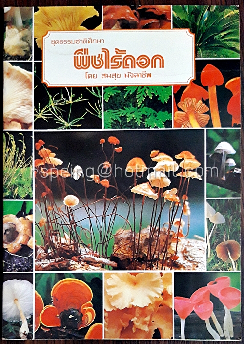 พีชไร้ดอก