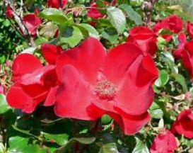 กุหลาบญี่ปุ่นแดง (Red Japanese Rose) / 10 เม็ด (USA)*