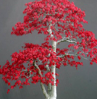 เมเปิลญี่ปุ่นใบเล็ก (Japanese maple) ต้นเตี้ย สีแดง / 20 เม็ด (Spain)