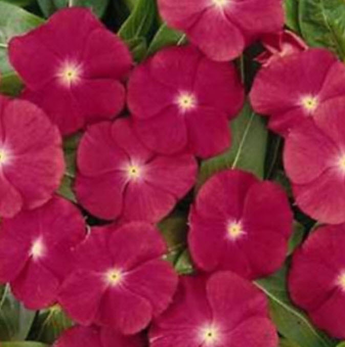 แพงพวย (Vinca) สีแดง / 50 เม็ด (USA)*