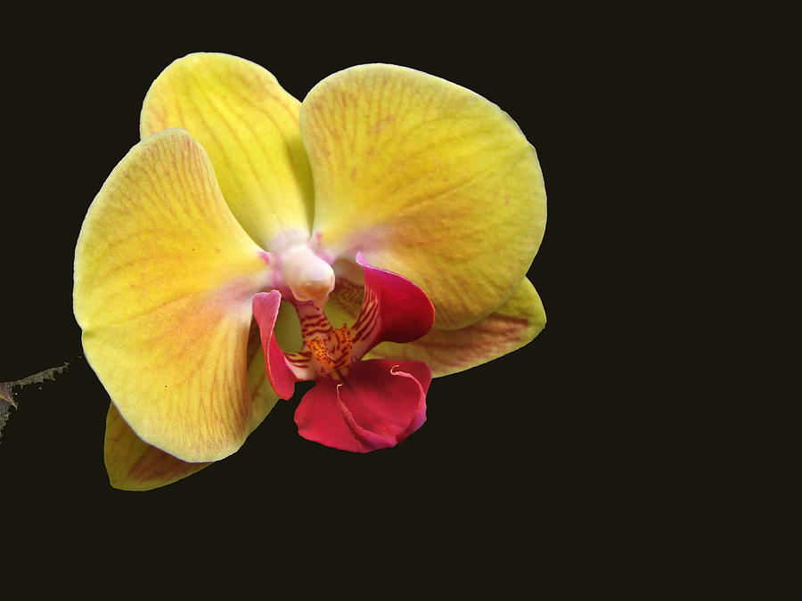 พิมพ์เรซิ่นดอกกล้วยไม้ฟาแลนด์ (Veiners Phalaenopsis orchids)