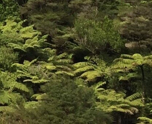 เฟิร์นใบเงิน Silver Fern / Cyathea dealbata / 500 สปอร์ (พรีออเดอร์)