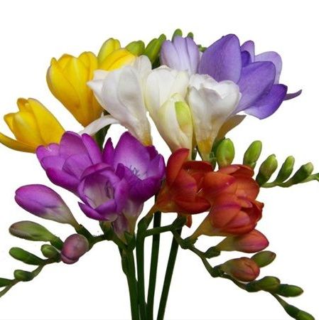 พิมพ์อลูมิเนียมตัดฟรีเซีย(Aluminum mold cutter Freesias flower)
