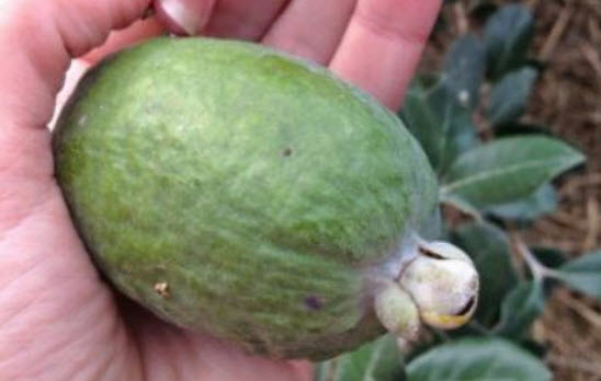 ฝรั่งสับปะรด (Pineapple Guava) / 6 เม็ด (France)