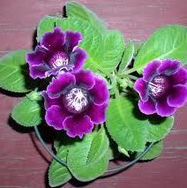 พิมพ์อลูมิเนียมตัดรวมกลีบดอก+ใบแอฟริกันไวโอเล็ต (Aluminum mold cutter African Violet + leaves )