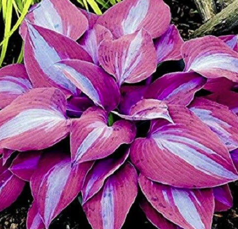 ฮอสต้า สีม่วง (Purple Lily Shade Hosta) / 150 เม็ด (China) *