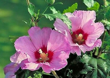 โรส ออฟ ชารอน - อะโพรไดท์ (Rose of Sharon - Aphrodite) / 50 เม็ด (UK)*