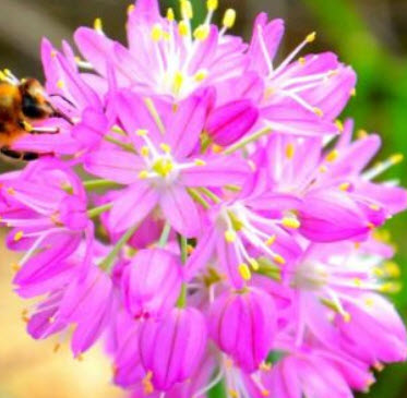 อัลเลี่ยม มองโกเลีย (Allium mongolicum / Mongolian Onion) / 25 เม็ด (France)
