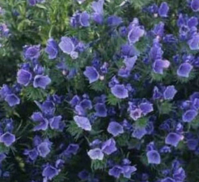 ไวเปอร์ บูกลอส - บลู เบ็ดเดอร์ (Vipor's Bugloss - Blue Bedder) / 50 เม็ด (USA)*