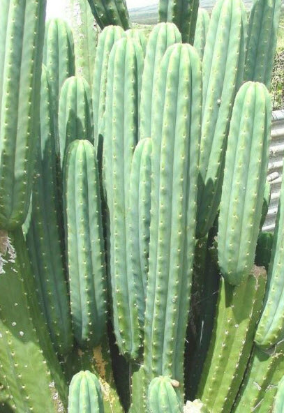 กระบองเพชรซานเปรโด (San Pedro Cactus) / 20 เม็ด (France)*
