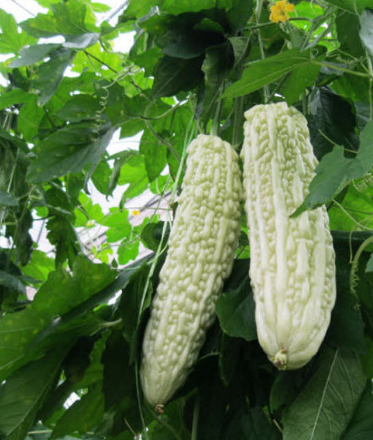 มะระขาวจีน (White Balsam Pear) / ซอง 10 เม็ด