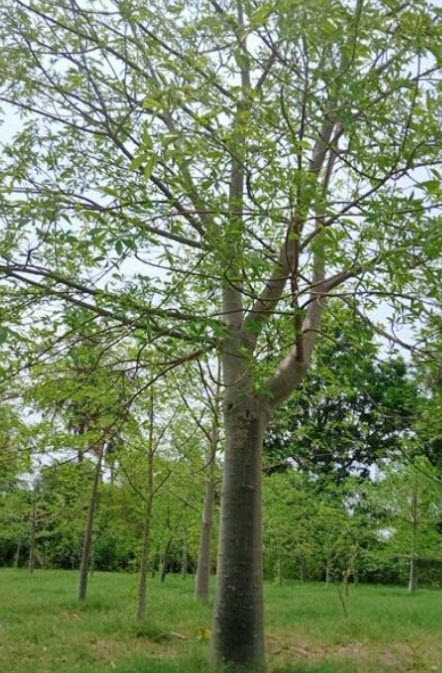 เบาบับ (Baobab / Adansonia digitata) / 10 เม็ด*