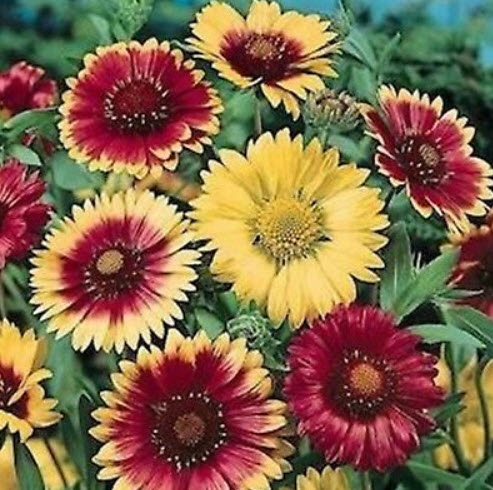 เดือนฉาย หรือ เกลลาเดียร์ (Blanketflower / Gaillardia) คละ / 200 เม็ด (Ukraine)*