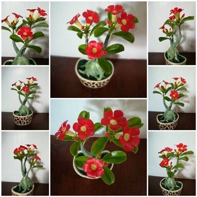 พิมพ์ตัดดอก+ใบชวนชม(Aluminum mold cutter Desert Rose; Impala Lily; Mock Azalea.)