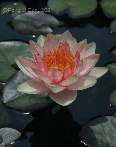 บัวฝรั่ง 'กราซิเอลล่า' / Hardy Waterlily N.'Graziella'