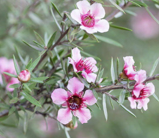 มานูก้า หรือชานิวซีแลนด์ ดอกสีชมพู (Pink Manuka) / 500 เม็ด (Australia)*