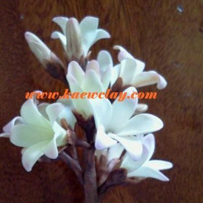 ดอกจันทร์กะพ้อ(Vatica diospyroides Syming.)