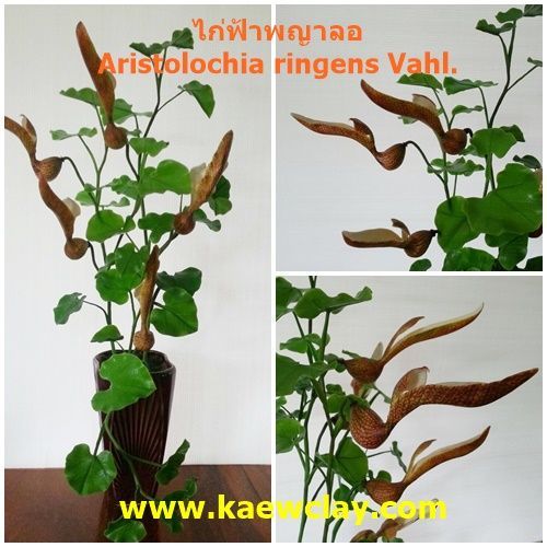 DVD การสอนทำไก่ฟ้าพญาลอ หรือ Link Online (DVD How to make Aristolochia ringens Vahl.(Pelican flower) with KAEWCLAY KAEWCLAY))