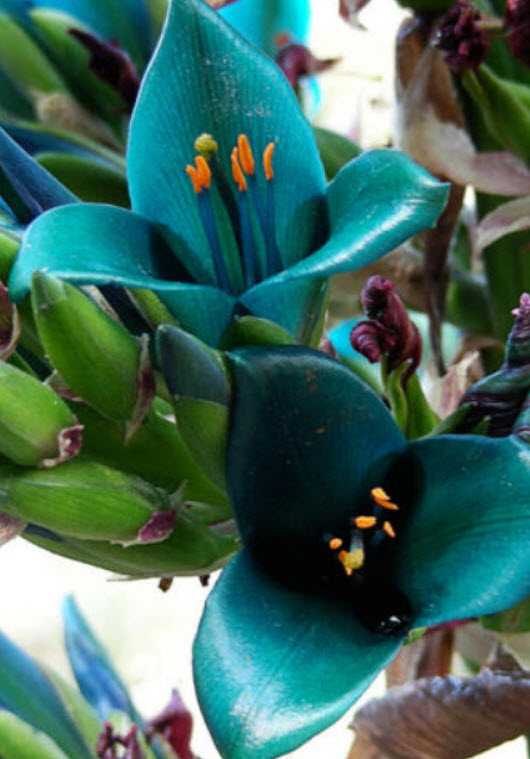 แซฟไฟร์ เทาเวอร์ (Sapphire Tower / Puya alpestris) / 25 เม็ด (France)
