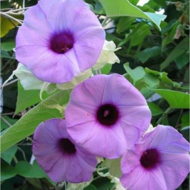 พิมพ์ตัดดอกระบาด(Aluminum mold cutter Argyreia nervosa )