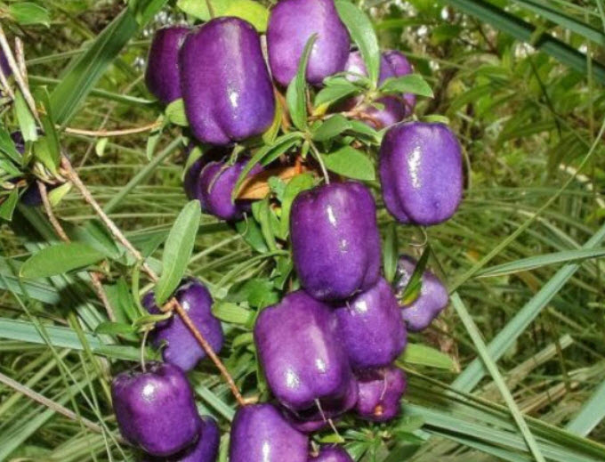 แอปเปิ้ลเบอรี่ (Purple Appleberry) / 10 เม็ด (Australia)*