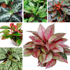 อโกลนีมา (Aglaonema) คละ / 25 เม็ด (Russia)