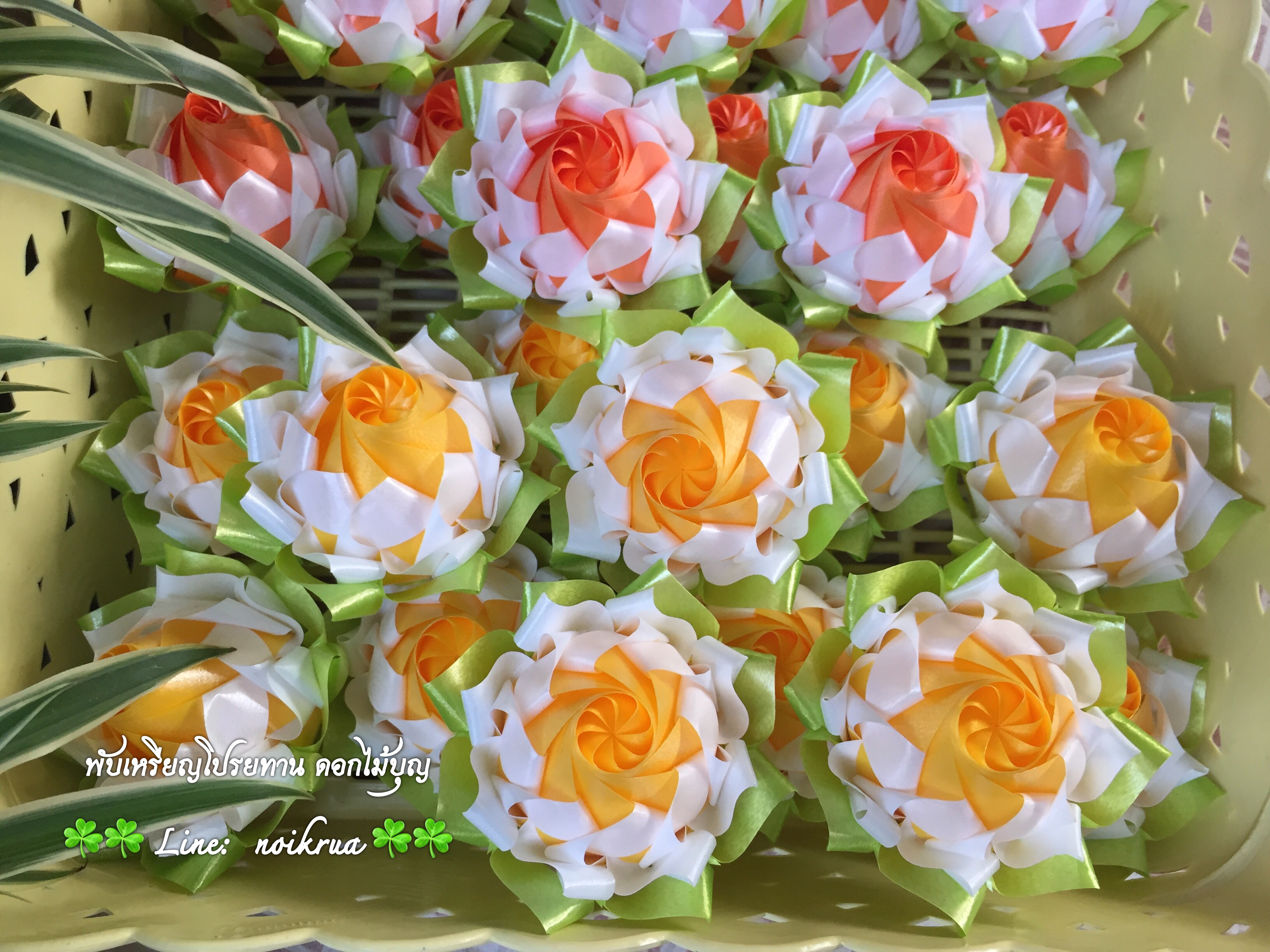 บัวปทุมมาสองสี