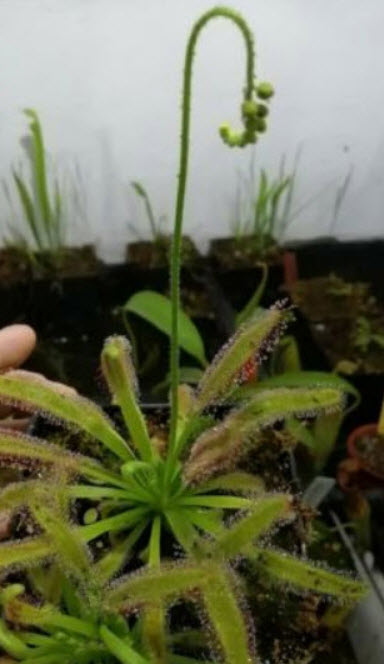 หยาดน้ำค้าง (Drosera Capensis) / 5 เม็ด (Spain)*