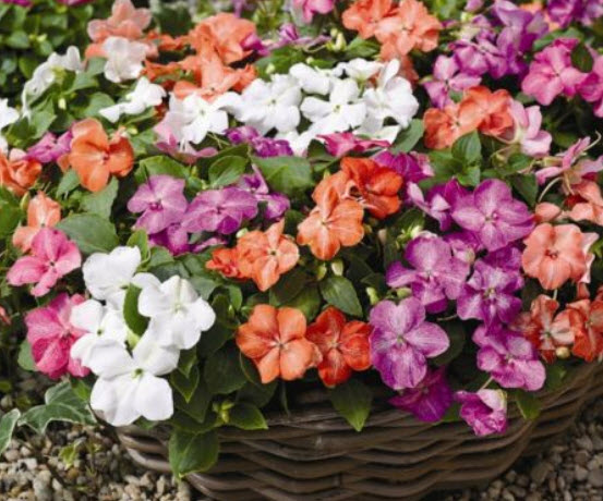 เทียนฝรั่ง (Busy Lizzy Uollera) คละสี / 300 เม็ด (Ukraine)*