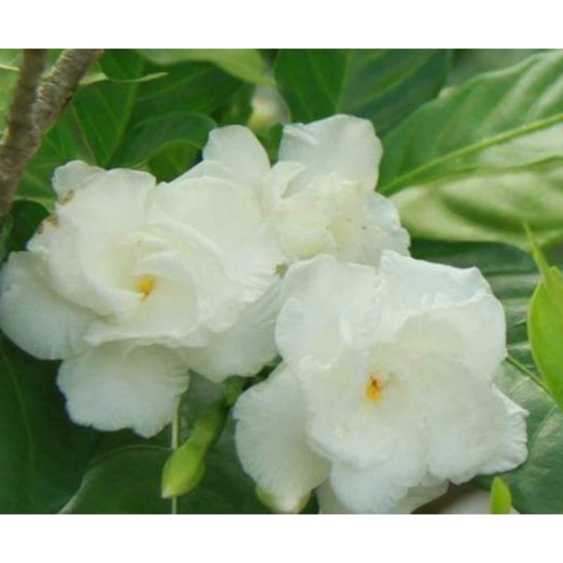 พิมพ์ตัดพุดกุหลาบ(Mold cutter Clavel De La India(Tabernaemontana divaricata)