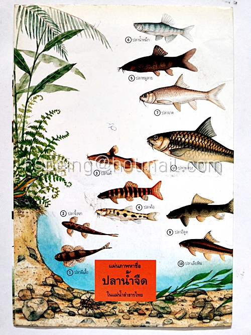 แผ่นภาพหาชื่อ ปลาน้ำจืด ในแม่น้ำลำธารไทย