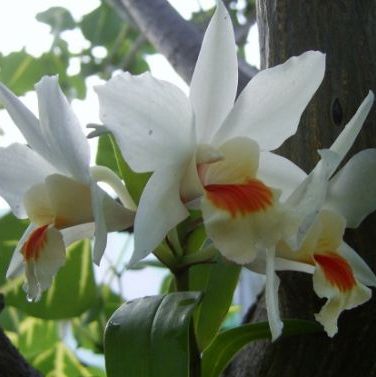 พิมพ์เรซิ่นกล้วยไม้ดอกดอนมาลี 3 ชิ้น(Veiners Dendrobium Dawn Maree )