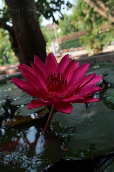 บัวสาย'ทับทิมธารา' / N.'Tubtim Tara'