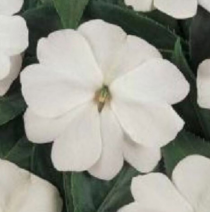 เทียนนิวกินี (New Guinea Impatiens - Divine White F1) สีขาว / 10 เม็ด (UK)*
