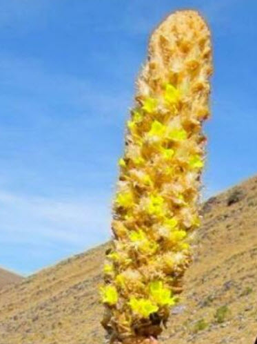 เยคสปาลา บรอมีเลียด (Yakespala Bromeliad) / 5 เม็ด (Portugal) หายาก
