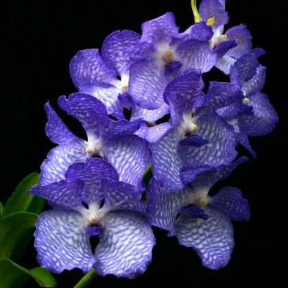 พิมพ์ตัดดอกกล้วยไม้แวนด้าฟ้ามุ้ย(Aluminum mold cutter Vanda coerulea Griff.)