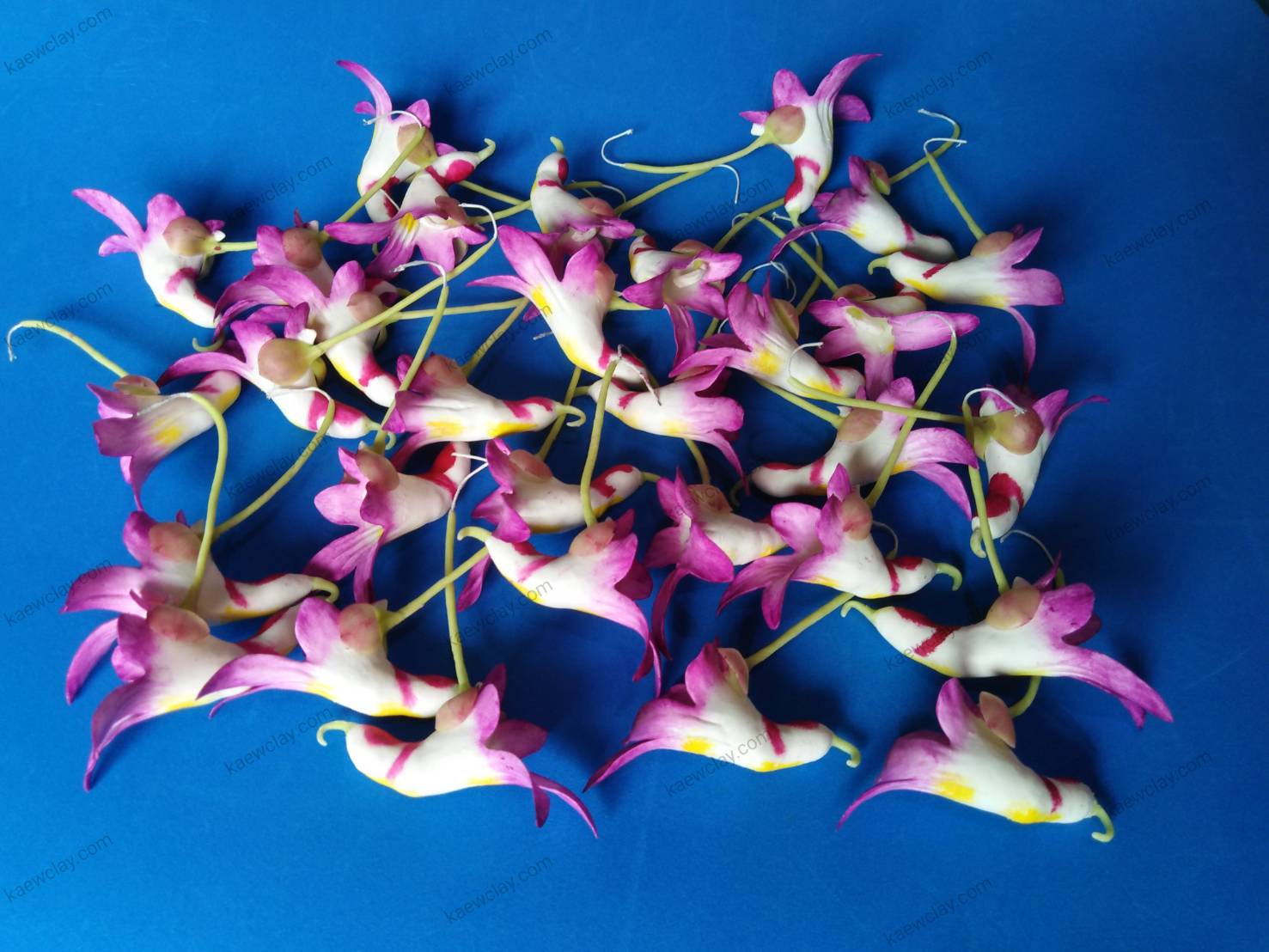 ดอกเทียนนกแก้ว ( parrot flower )