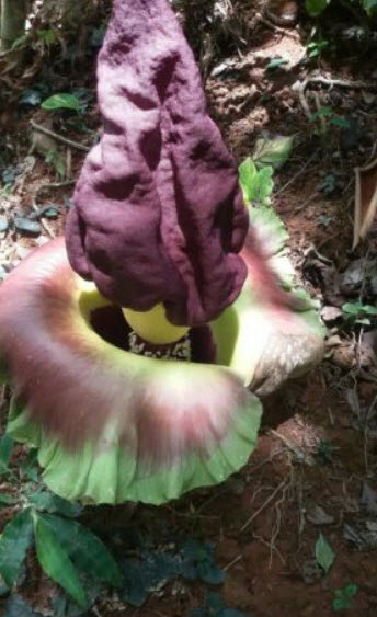 บุกคางคก (Elephant Yam) / 5 เม็ด (Portugal)*