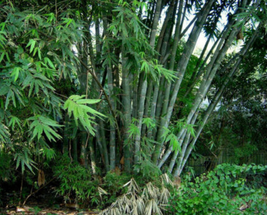ไผ่ซาง / ไผ่ราชินี (Dendrocalamus strictus) / 100 เม็ด (Portugal)*
