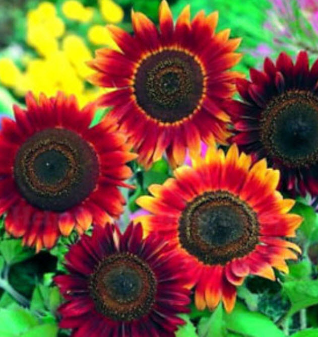 ทานตะวัน เรดซัน (Sunflower - Red Sun) / 50 เม็ด (UK)*