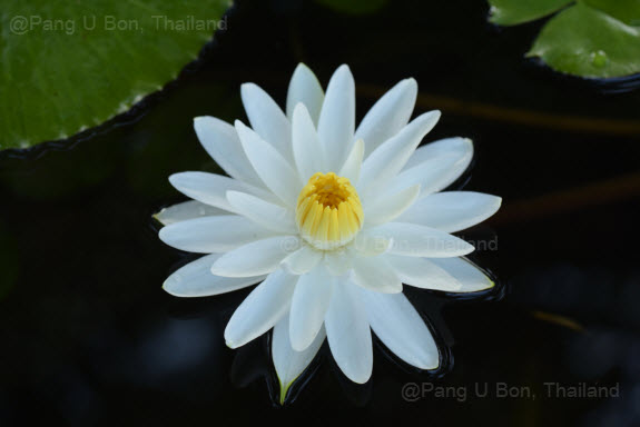 บัวสาย'วิรุฬห์รักษ์' / N.'Virulrak'