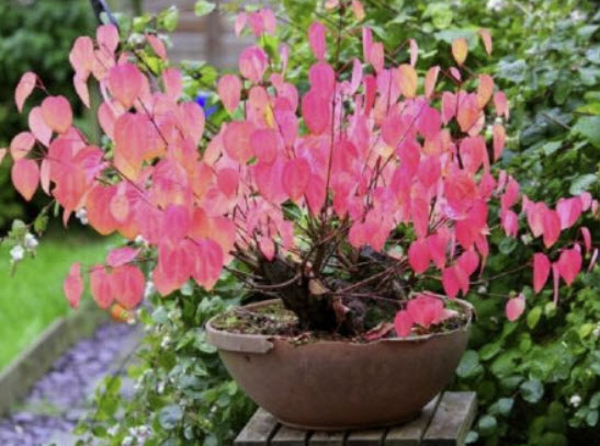 คัทซึระ (Katsura tree) / 10 เม็ด (France)*