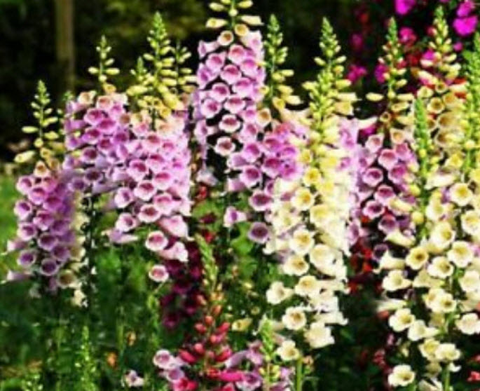 ดิจิทาลิส หรือถุงมือจิ้งจอก (Common Foxglove) คละ / ซอง 50 เม็ด (China)*